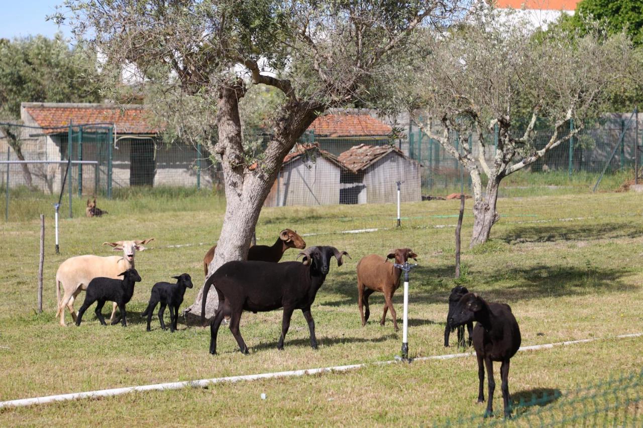 Quinta Dos Patos Βίλα Pinhanços Εξωτερικό φωτογραφία